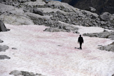A picture taken on July 4, 2020 at the Presena glacier near Pellizzano, shows a man walking on pink colored snow, supposedly due to the presence of colonies of algae of the species Ancylonela nordenskioeldii from Greenland.