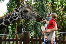 A child carried by the mother feeds the giraffe in an enclosure at the Singapore Zoo in Singapore on July 6, 2020, on its first day of reopening to the public after the attraction was temporarily closed due to concerns about the COVID-19 novel coronavirus. 