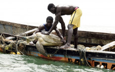 Senegalese fishermen put a sea turtle back into the sea after rescuing it from their fishing nets in Joal, Senegal, on June 16, 2020, where people are being made aware of the importance to save endangered species, which regulate the ecosystem and help maintain fish abundance.