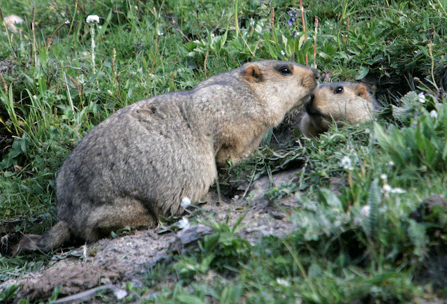 Russia Cracks Down On Marmot Hunting After Bubonic Plague Alert
