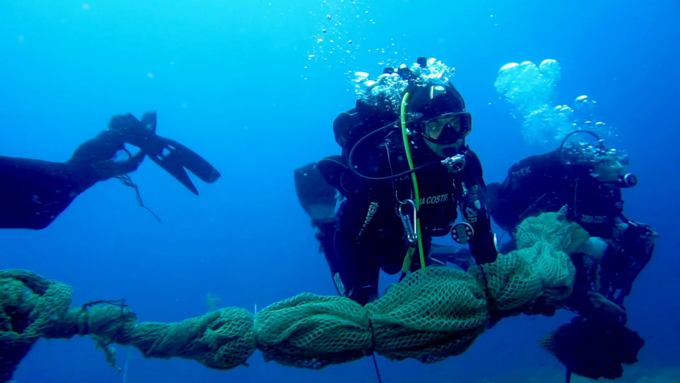 marine life flourished during lockdown
