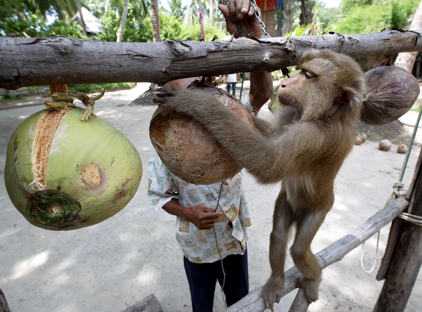 A Thai monkey trainer works with a monkey showing it how to collect coconuts at the Samui Monkey Center on Samui island, July 19, 2003. 