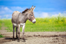 Meet Buckwheat, the donkey you can hire to crash Zoom meetings