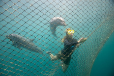 Bottlenose dolphins Rocky and Rambo are seen as Femke Den Haas cleans a net, after they were relocated at the Bali Dolphin Sanctuary rehabilitation center in Buleleng, Bali, on December 10, 2019. 