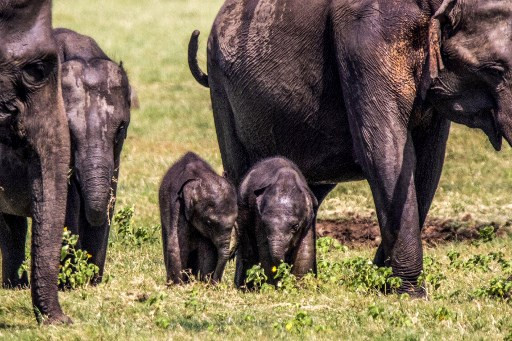 Sri Lanka Rangers Spot Possible Rare Baby Elephant Twins Environment The Jakarta Post
