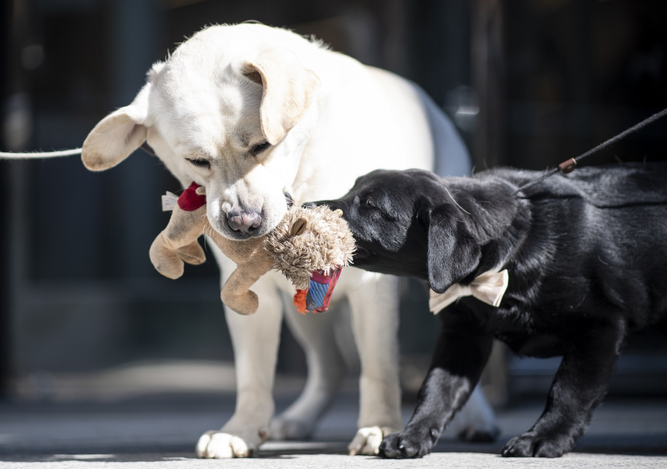 Are 'dog years' for real? An explanation of calculating canine age