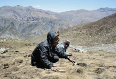 Overharvesting threatens 'Himalayan Viagra' fungus: IUCN