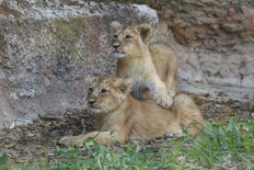 Rome zoo shows off two lion cubs born under lockdown