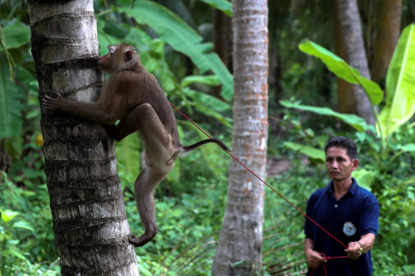 Thai monkey trainer rejects PETA claims on coconut harvesting - Environment  - The Jakarta Post