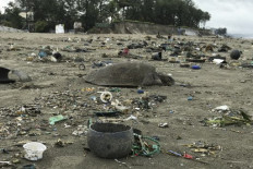 A dead sea turtle is seen on a beach in Cox's Bazar on July 12, 2020. - Bangladesh green activists said on July 12 hundreds of sea turtles have floated ashore and at least 20 were killed as tonnes of plastic wastes invaded the world's largest unbroken beach in the country's southeast.