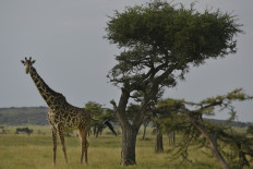 A giraffe of the 'Masai' sub species forages on the plain at the Ol Kinyei conservancy in Maasai Mara, in the Narok county in Kenya, on June 23, 2020. 