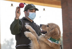 Members of the Chilean Police Canine Training team play with a Golden Retriever dog named Clifford, before the beginning of its training session aimed to detect people infected with coronavirus COVID-19 during a presentation to the press, in Santiago, on July 14, 2020. 