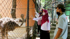 Tiger cubs Covi, Vivid welcome Semarang Zoo visitors on reopening day