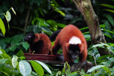 Rare twin red-ruffed lemurs born at Singapore zoo