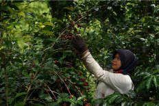 Jokowi disburses cash aid to 200 small businesses in Aceh