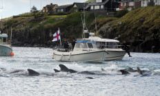 Faroes whaling season opens despite virus cases