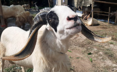 Jombang woman sells goat to pay for children's online learning