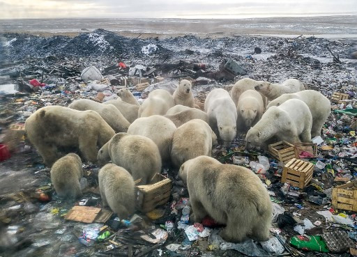 polar bears global warming
