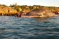 100-ton dead blue whale found stranded, decomposing in Kupang Bay