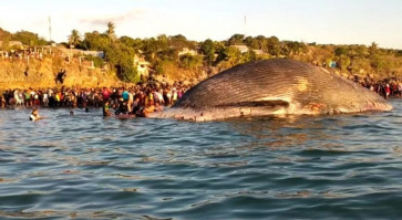100-ton dead blue whale found stranded, decomposing in Kupang Bay