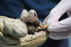 This picture shows a juvenile bat Serotine inside the Natural Museum History of Bourges on June 30, 2020. - Bats are collected, cared for and fed by chiropterologists. 