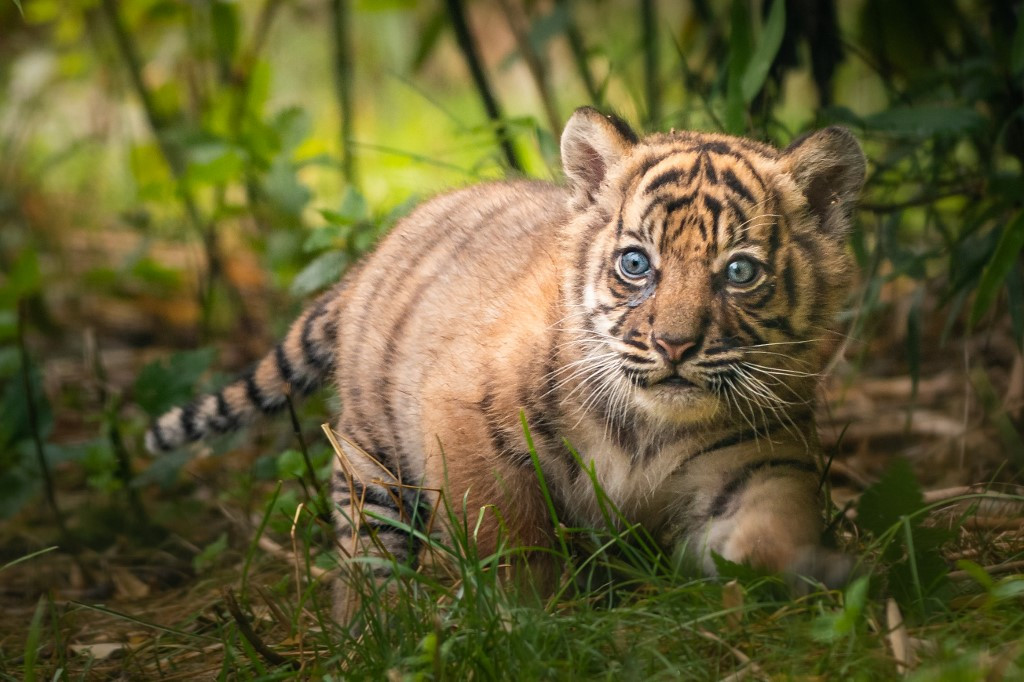 sumatran tiger cubs