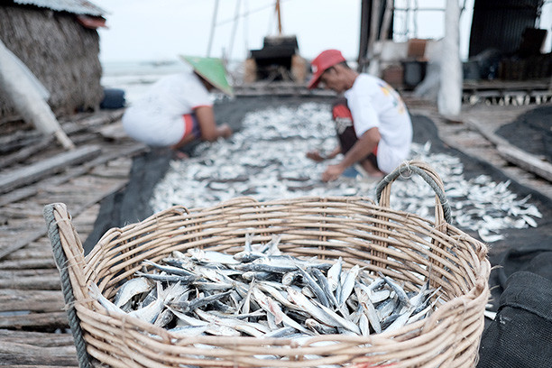 Business Grows 86 Times, Aruna Fisheries Startup Received Funding (source: special) Business Grows 86 Times, Aruna Fisheries Startup Received Funding