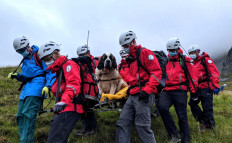 Sheepish St Bernard dog rescued from English mountain