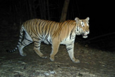 World tiger population grows but SE Asia threats 'critical': WWF