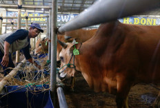 Singaporean demand makes up 30% of livestock to be sacrificed on Idul Adha in Batam