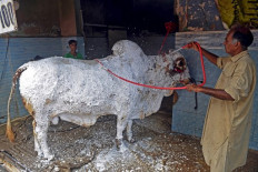 At the cow wash: Pakistanis scrub Eid animals at car cleaners