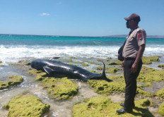 Ten beached pilot whales die in East Nusa Tenggara