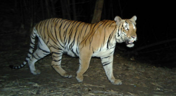 Rare tiger spotted in Thai jungle