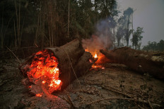 This file photo taken on August 24, 2019 shows a tree trunk burning in the Amazon rainforest, near Abuna, Rondonia state, Brazil. 