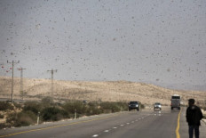 Plague to protein: Israeli firm seeks to put locusts on the menu
