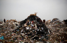 A dog rests on a pile of rubbish at a landfill site, during the coronavirus disease (COVID-19) outbreak, in New Delhi, India, July 15, 2020. Reuters/Adnan Abidi 