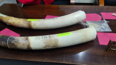 Lampung Police arrest three suspected illegal ivory traders