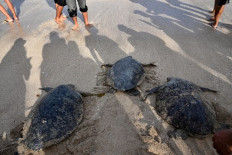 Bali sea turtles set free after poacher arrests
