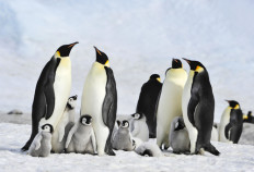 An Emperor penguin colony at Snow Hill in Antarctica.