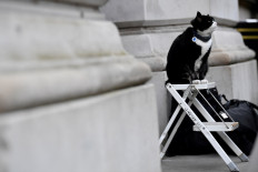 Paws for reflection: British Foreign Office cat heads for retirement