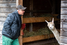 Alpaca therapy helps convicts with mental illness