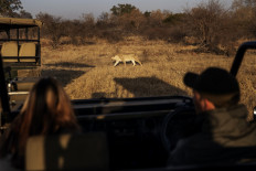 Ranger Stian Loubser (right) points at a lioness while driving a couple of tourists from Johannesburg during a guided safari tour at the Dinokeng Game Reserve outside Pretoria, on August 7, 2020. 