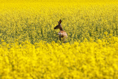 China hits back at Canada with fresh agriculture tariffs