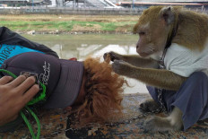 A monkey plays with its master’s hair on the banks of the West Flood Canal in Tomang Pulo, West Jakarta, on Aug. 7. Topeng monyet (Monkey street performances) have resumed as Jakarta continues to ease large-scale social restrictions (PSBB). JP/P.J.Leo