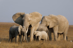 Kenya elephant numbers more than double in 1980-2018: Tourism minister