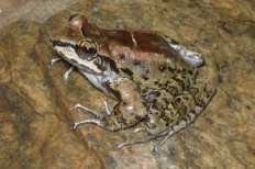 This undated handout photo obtained August 12, 2020 shows the male Thoropa taophora frog at Sununga beach, Utatuba, Brazil. 