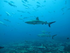 Gray reef sharks, the subject of a study on social behavior among sharks, are seen in the Pacific Ocean around the Palmyra Atoll, about 1,600 km southwest of Hawaii in this undated photo released on August 12, 2020.
