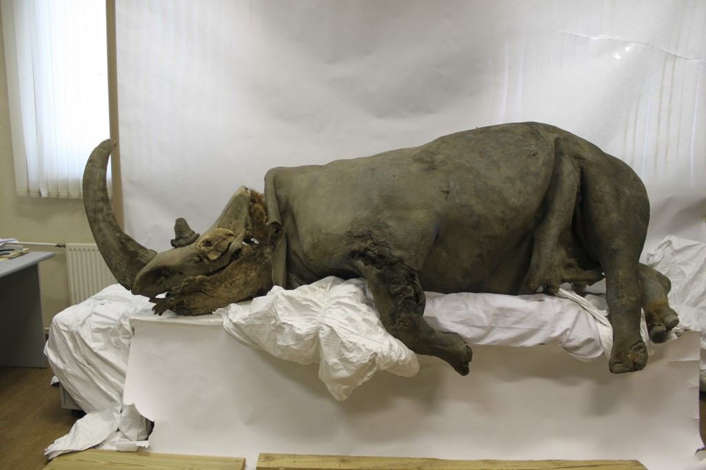 Humans off the hook? Climate change killed woolly rhinos, says study