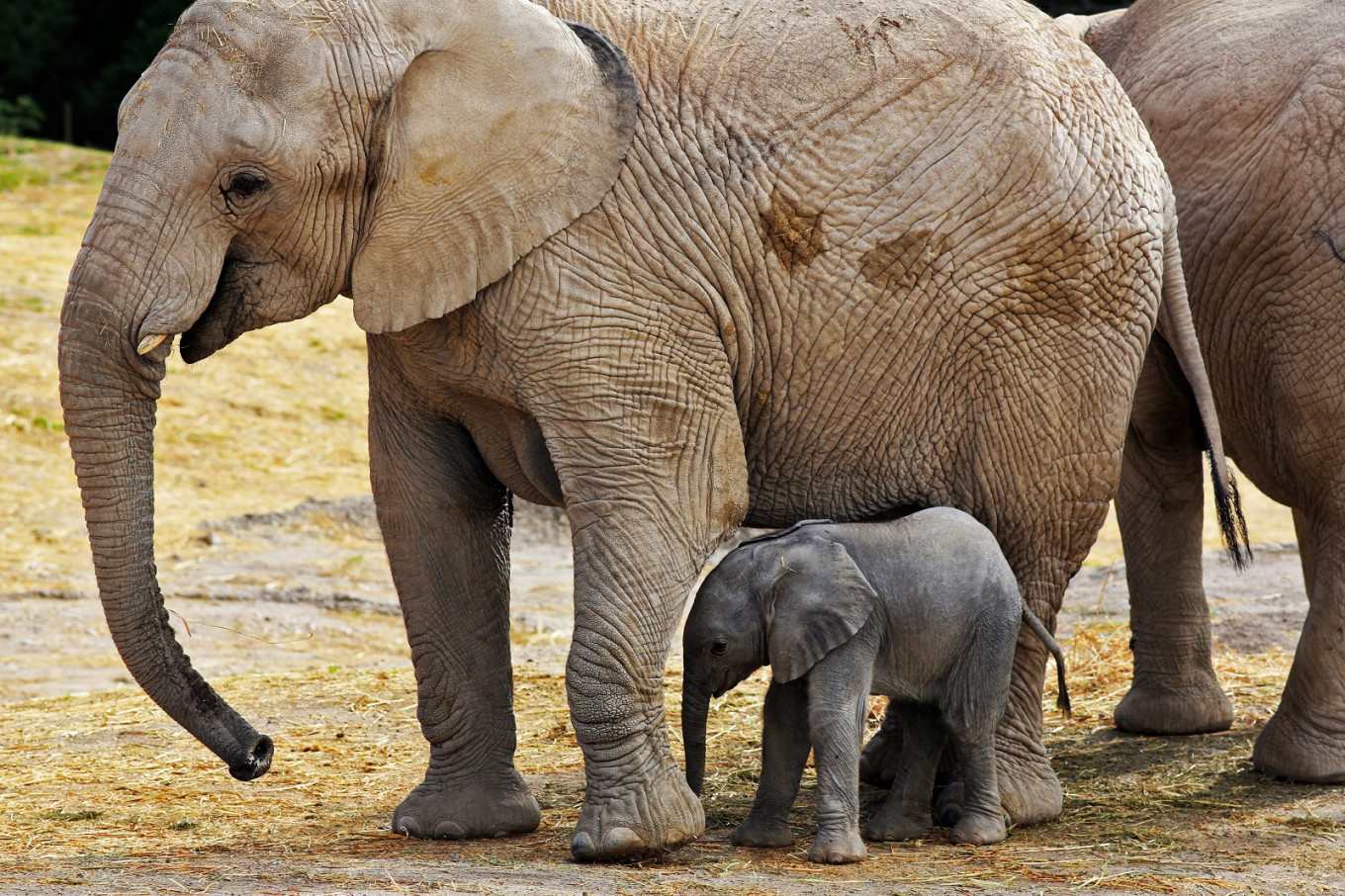 Download Mexican Zoo Live Streams Birth Of Elephant Named Zoom Environment The Jakarta Post