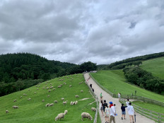 Tourists at the Daegwallyeong Sheep Ranch in Pyeongchang, Gangwon Province, South Korea.